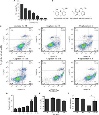 Meclofenamic Acid Reduces Reactive Oxygen Species Accumulation and Apoptosis, Inhibits Excessive Autophagy, and Protects Hair Cell-Like HEI-OC1 Cells From Cisplatin-Induced Damage